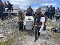 Как брадатият лешояд се завръща в природата на България?