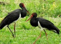 Black Storks Spotted Between the Villages of Pŭdarevo and Mokren near Kotel