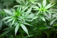 Police in Lovech Uncover Cannabis Greenhouse Near the Village of Leshnitsa