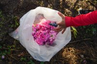 Лоши условия за розопроизводителите - ще има ли добив на розово масло?
