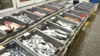 Разследват незаконен улов с електрически ток на повече от 100 кг риба в Русенско
