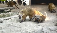 Две малки носати мечета са новите питомци в зоопарка във Варна