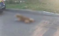 Брутална жестокост: В Бургас арестуваха мъж, влачил куче, завързано за кола