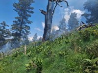 Wildfire Burning in the Rila Monastery Nature Park