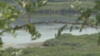 Ниското ниво на водата в езерото на резервата "Сребърна" застрашава част от редките видове