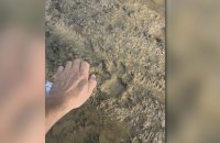 Все още не е открита черната пантера, животното няма страх от хора - предупреждават експерти