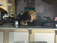 Необичаен клиент - на мечока Фузи му се прииска сладолед, влезе да си "поръча" в калифорнийска сладкарница