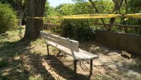Паднал клон причини смъртта на мъж в Пловдив, колко са опасните дървета?