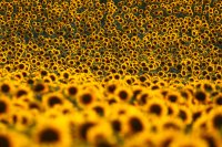 Bulgarian Grain Producers Forecast Weaker Yields of Sunflower and Maize This Year