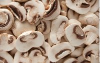 Traders Report Poor Wild Mushroom Yields in Bulgaria This Year