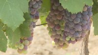 Grape Harvest Begins in Sandanski, Vinegrowers Expect a Good Harvest