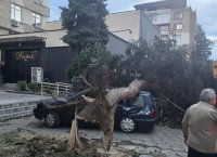 Силен вятър събори дърво в центъра на Кюстендил