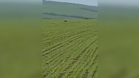 След претърсване от полицията: Има ли следа от черния леопард?