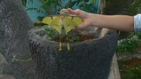 Лунни пеперуди се излюпиха в Природонаучния музей в Пловдив