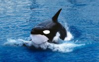 Косатките отново започнаха да потапят яхти край Испания