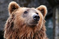 Нашествие на мечки в населени места - каква е причината?