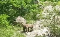 Мечка и двете ѝ малки слязоха до водопад над Карлово