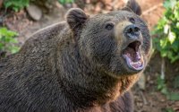 Мечка стръвница е убила 4 агнета в манастира "Св. Спас" в Сопот