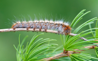 The pine processionary moth is advancing into Northern Bulgaria and could reach the Black Sea coast within the next 50 years