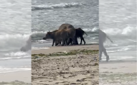 Unusual Beachgoers in Varna: A Family of Wild Boars Takes a Dip in the Sea (VIDEO)