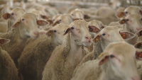 After the Recent Sheep Pox Outbreaks – Will Mandatory Vaccination of Livestock Be Introduced?