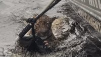 Бразилската полиция спаси прострелян ягуар