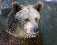 Зоопарк Варна се готви за зима: топли къщички, витамини и... тиквени лакомства!
