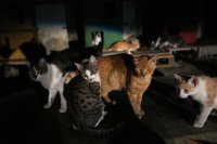 Кипър - островът на котките, има проблем с ...котките (СНИМКИ)