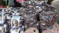 Празникът на смилянския боб отново събра стотици в Родопите