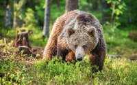 Increasing Encounters with Brown Bears: Overpopulation or Disturbed Balance in Nature?