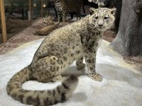 Снежен леопард: Нов впечатляващ експонат в Природонаучния музей в Пловдив