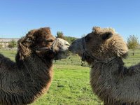 "Добре дошли" в Бургас на семейството на двугърбите Кали и Фреди и бебето им (СНИМКИ)