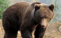 Кафявите мечки все по-често се доближават до хората