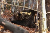 Мечките в Белица вече се подготвят за зимен сън (СНИМКИ)