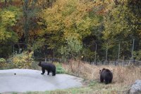 Seven-Year-Old Bears Frol and Frosia Settle into New Home in Belitsa Sanctuary in Bulgaria
