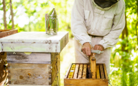 50% Drop in Registered Beekeepers – Will Honey Prices Rise?