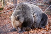 Мечките в Белица се готвят за зимен сън