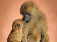 Първата целувка е преди 20 милиона години между примати