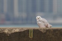 Двойка полярни сови около езерото Мичиган привлича любители на птиците в Чикаго (СНИМКИ)