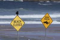 Акула уби жена и рани мъж на австралийски плаж