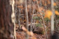 "Климатът - горещата истина": Защо разходките на мечки в села и градове вече не са изключение