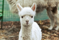 Инди се роди и открадна сърцата в Софийския зоопарк