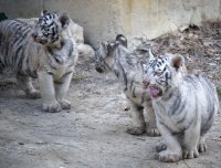 Преброяване на тигрите