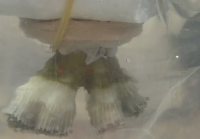 Как живи корали се оказаха в багажника на автобус на границата?