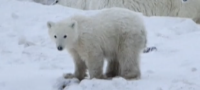 Полярна мечка осинови чуждо мече
