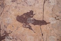 Хиляди отпечатъци от динозаври открити в Алпите