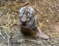 Bengal Tiger Cub Born at Stara Zagora Zoo