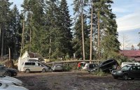 Силният вятър прекърши борове в курорта Боровец (СНИМКИ)