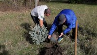 В Бургас дават нов живот на коледните елхи