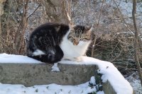 Очаква ни кратко затопляне, но в събота отново застудява